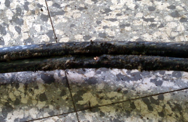mouse chewed feces encrusted electrical cable