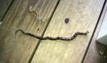 Small grey rat snake, electrocuted by Harris SX 5 transmitter