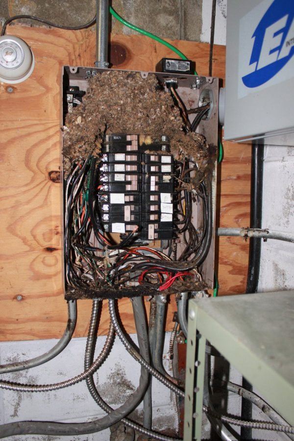 Mouse infested power panel, remote transmitter site