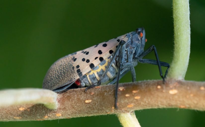 The War on Bugs